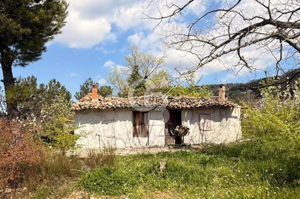 EVONADAN MANİSA YUNUSEMRE TURGUTALP SATILIK KİRAZ BAHÇESİ