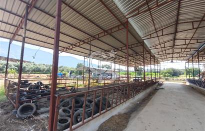 ÖDEMİŞ'TE İMARLI ALANA KOMŞU SATILIK 5900 m² MÜSTAKİL ÇİFTLİK Favorilerime Ekle Yazdır