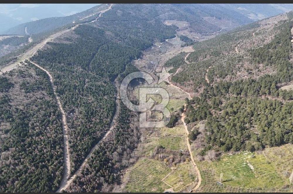 Bayındır Balcılarda 2.446m2 Tek Tapu Satılık Tarla