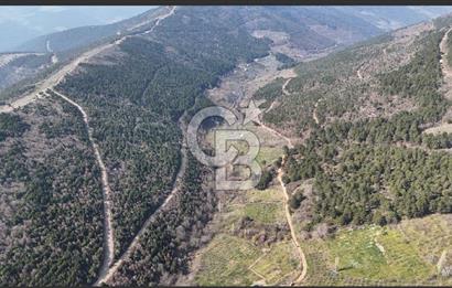 Bayındır Balcılarda 2.446m2 Tek Tapu Satılık Tarla