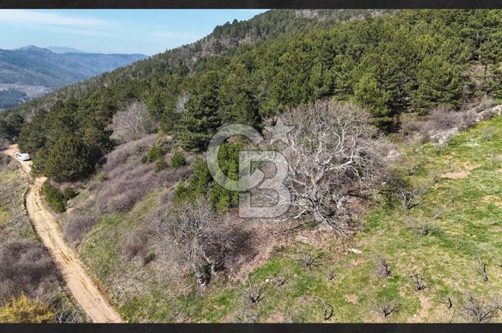 Bayındır Balcılarda 2.446m2 Tek Tapu Satılık Tarla
