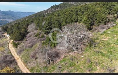 Bayındır Balcılarda 2.446m2 Tek Tapu Satılık Tarla