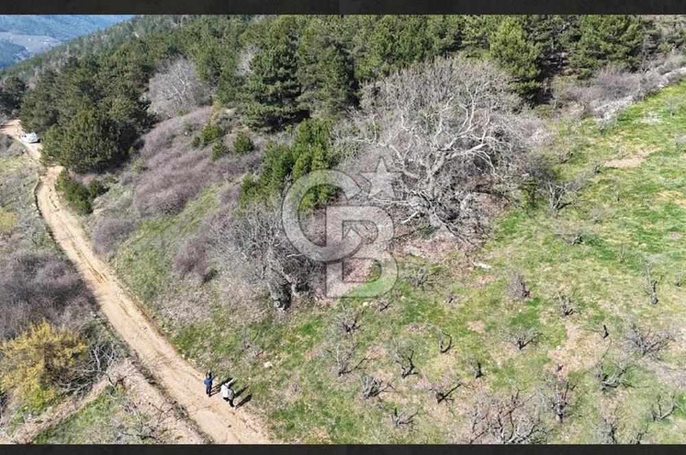 Bayındır Balcılarda 2.446m2 Tek Tapu Satılık Tarla