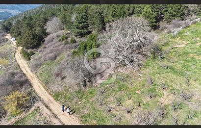 Bayındır Balcılarda 2.446m2 Tek Tapu Satılık Tarla