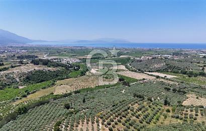 Kuşadası Caferlide Deniz Manzaralı Yola Cephe Verimli Zeytinlik