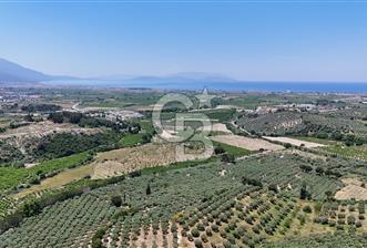 Kuşadası Caferlide Deniz Manzaralı Yola Cephe Verimli Zeytinlik - 10 - 358033