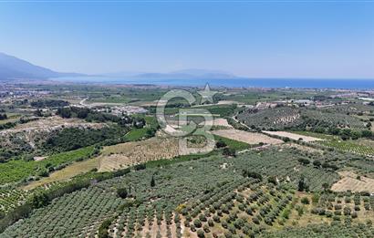 Kuşadası Caferlide Deniz Manzaralı Yola Cephe Verimli Zeytinlik