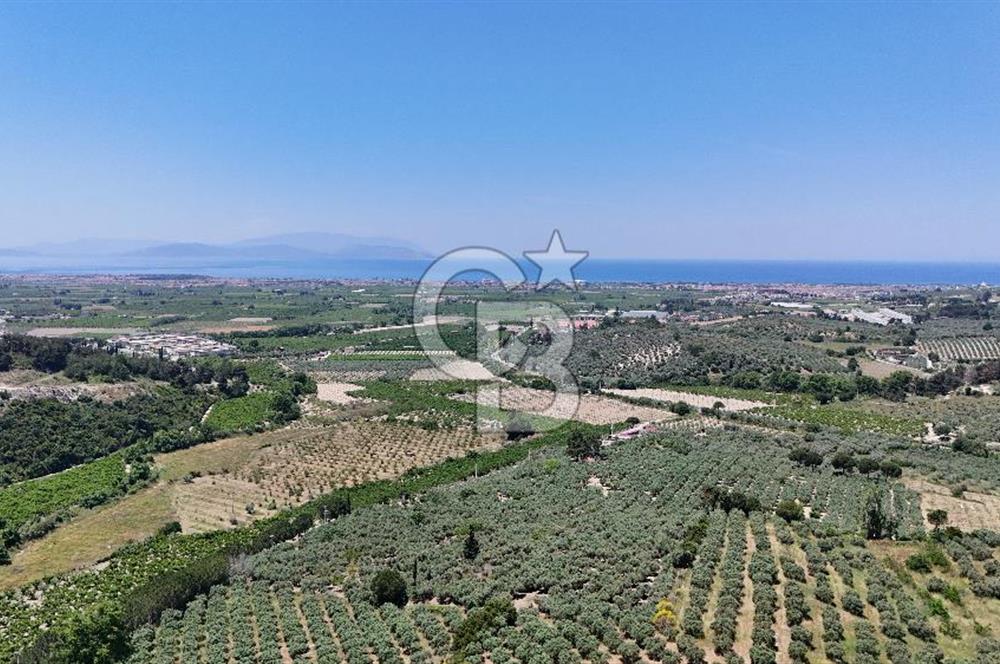 Kuşadası Caferlide Deniz Manzaralı Yola Cephe Verimli Zeytinlik