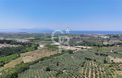 Kuşadası Caferlide Deniz Manzaralı Yola Cephe Verimli Zeytinlik