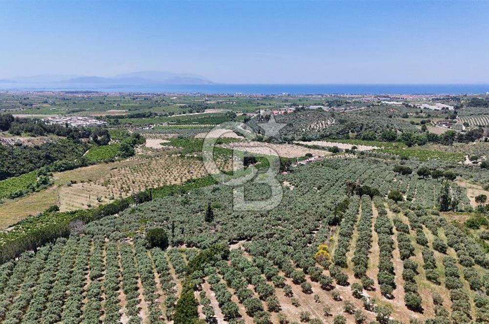 Kuşadası Caferlide Deniz Manzaralı Yola Cephe Verimli Zeytinlik
