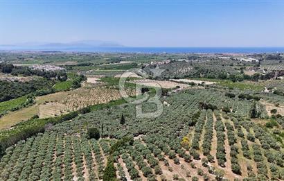 Kuşadası Caferlide Deniz Manzaralı Yola Cephe Verimli Zeytinlik