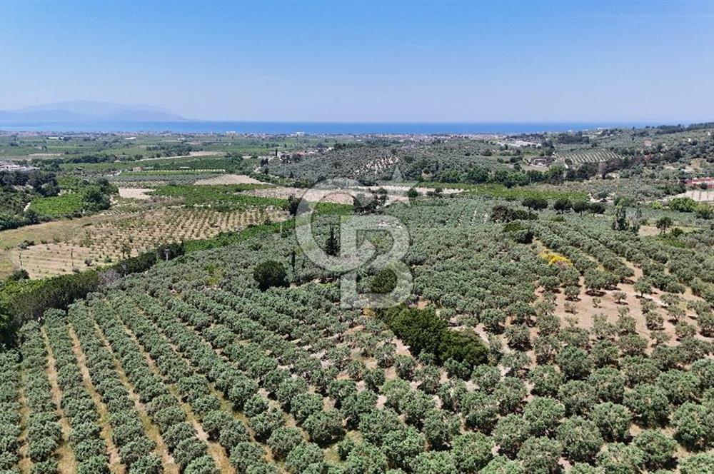 Kuşadası Caferlide Deniz Manzaralı Yola Cephe Verimli Zeytinlik