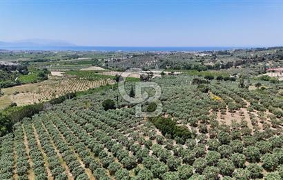 Kuşadası Caferlide Deniz Manzaralı Yola Cephe Verimli Zeytinlik