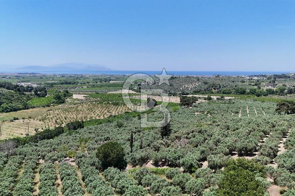 Kuşadası Caferlide Deniz Manzaralı Yola Cephe Verimli Zeytinlik