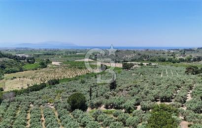 Kuşadası Caferlide Deniz Manzaralı Yola Cephe Verimli Zeytinlik
