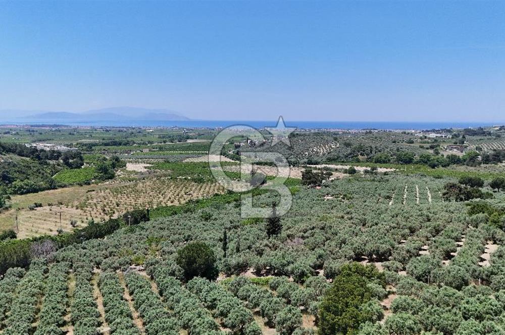 Kuşadası Caferlide Deniz Manzaralı Yola Cephe Verimli Zeytinlik