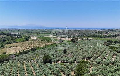 Kuşadası Caferlide Deniz Manzaralı Yola Cephe Verimli Zeytinlik