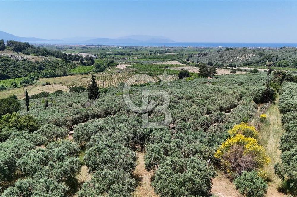Kuşadası Caferlide Deniz Manzaralı Yola Cephe Verimli Zeytinlik