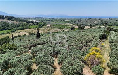 Kuşadası Caferlide Deniz Manzaralı Yola Cephe Verimli Zeytinlik