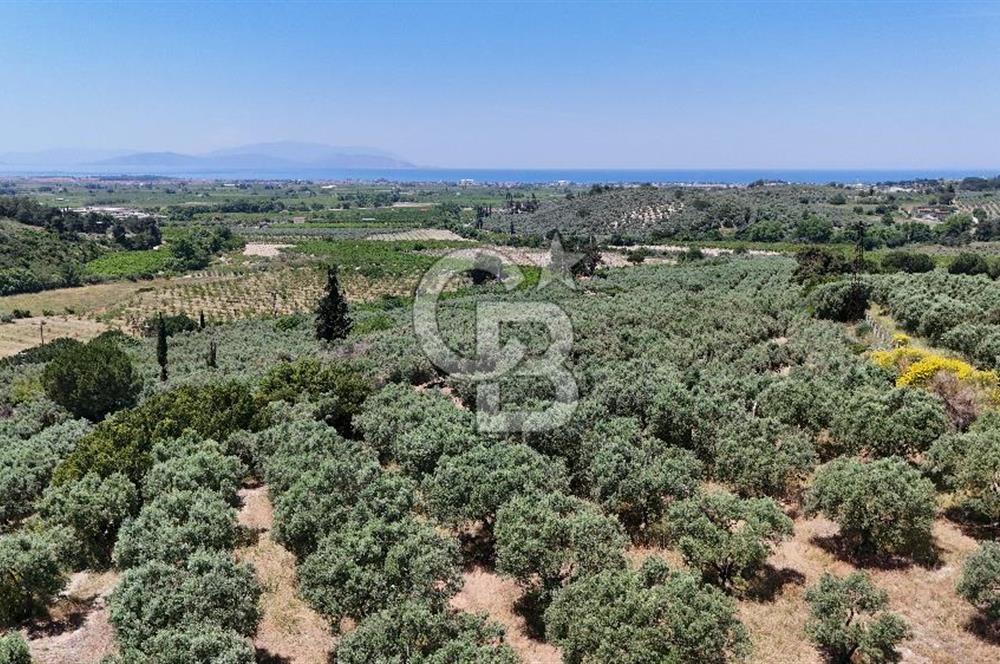 Kuşadası Caferlide Deniz Manzaralı Yola Cephe Verimli Zeytinlik