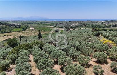 Kuşadası Caferlide Deniz Manzaralı Yola Cephe Verimli Zeytinlik