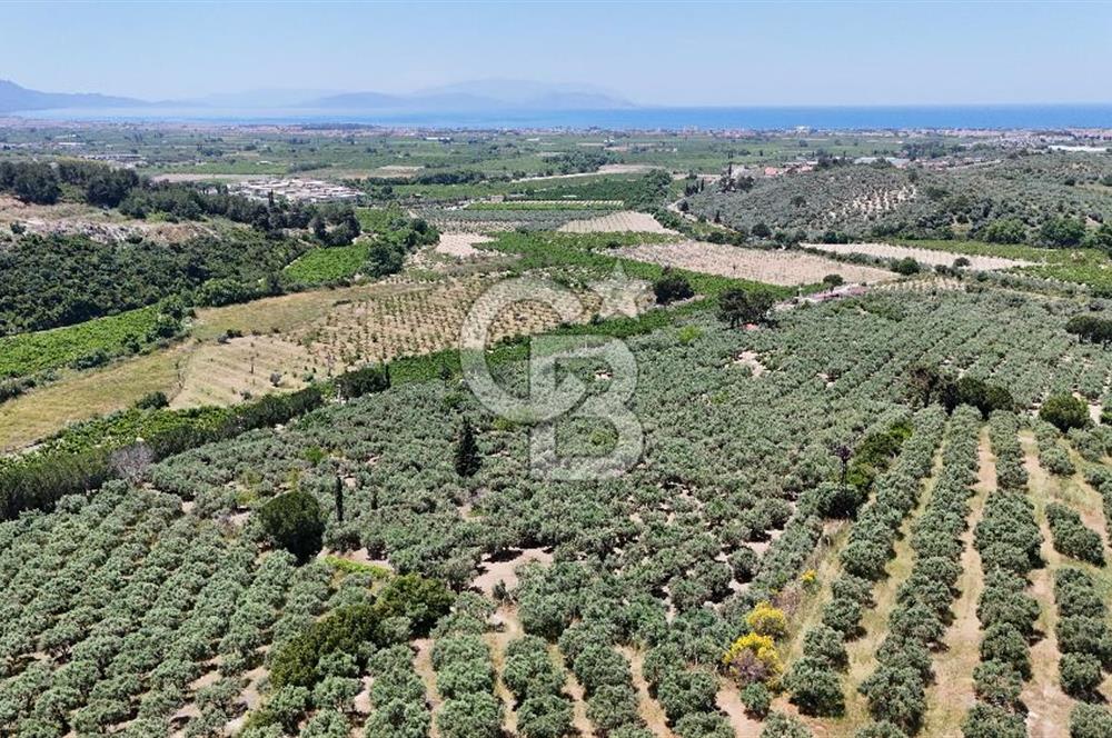 Kuşadası Caferlide Deniz Manzaralı Yola Cephe Verimli Zeytinlik