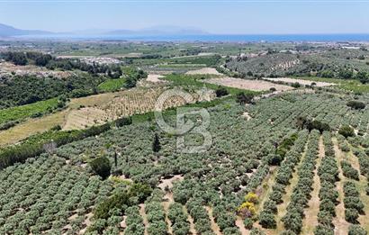 Kuşadası Caferlide Deniz Manzaralı Yola Cephe Verimli Zeytinlik
