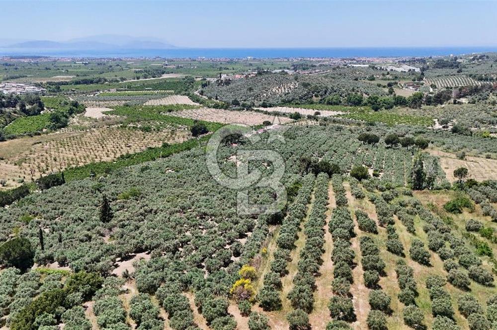 Kuşadası Caferlide Deniz Manzaralı Yola Cephe Verimli Zeytinlik
