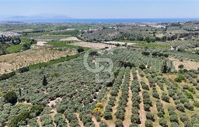 Kuşadası Caferlide Deniz Manzaralı Yola Cephe Verimli Zeytinlik