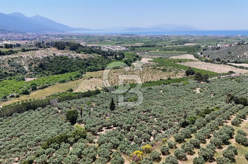 Kuşadası Caferlide Deniz Manzaralı Yola Cephe Verimli Zeytinlik