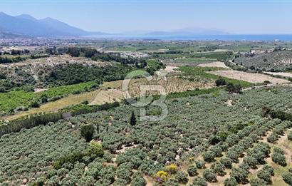 Kuşadası Caferlide Deniz Manzaralı Yola Cephe Verimli Zeytinlik