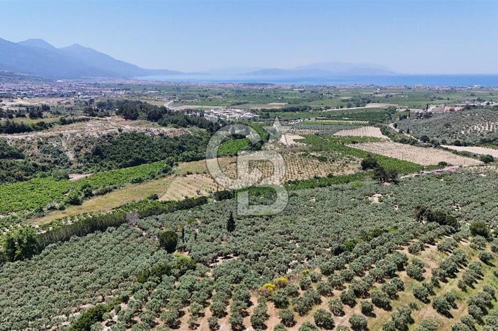 Kuşadası Caferlide Deniz Manzaralı Yola Cephe Verimli Zeytinlik