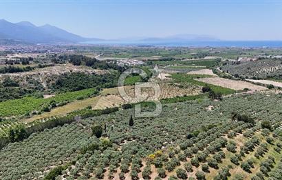 Kuşadası Caferlide Deniz Manzaralı Yola Cephe Verimli Zeytinlik