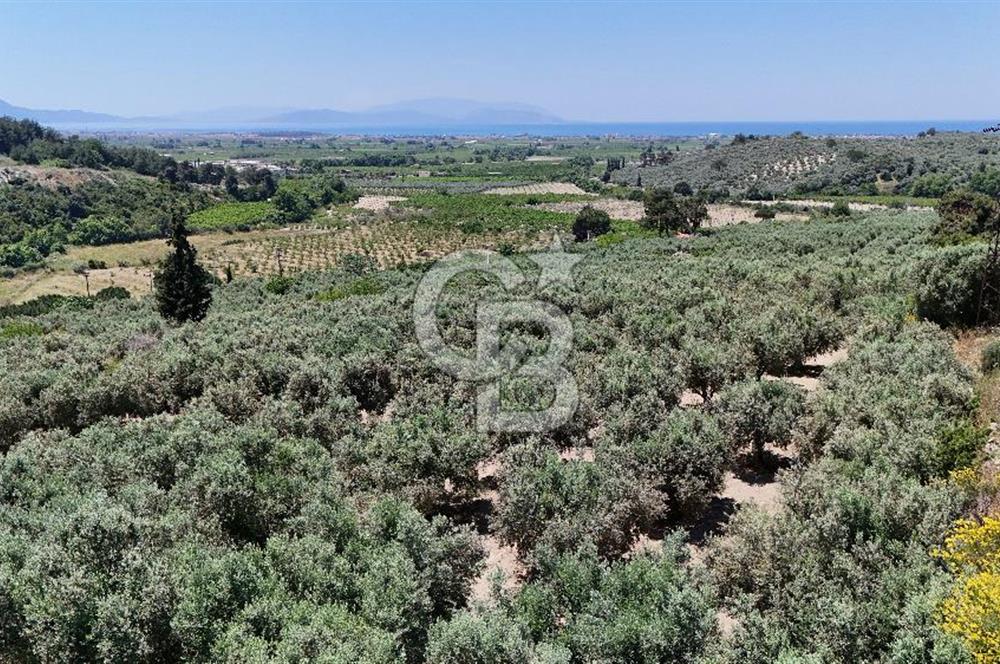Kuşadası Caferlide Deniz Manzaralı Yola Cephe Verimli Zeytinlik
