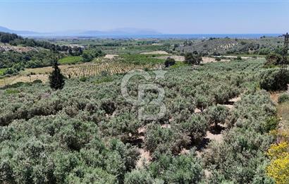 Kuşadası Caferlide Deniz Manzaralı Yola Cephe Verimli Zeytinlik