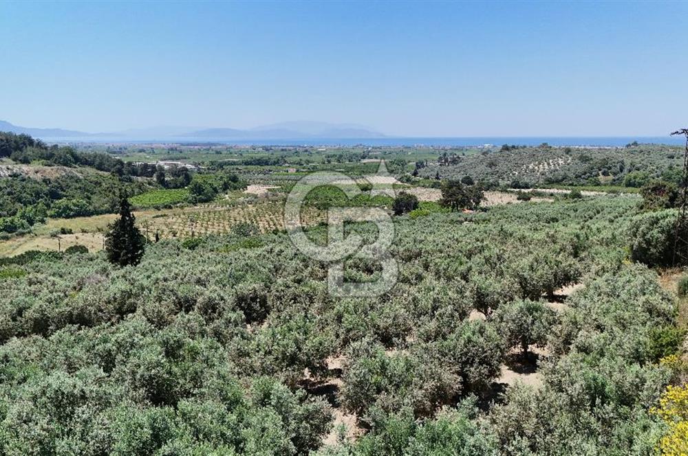 Kuşadası Caferlide Deniz Manzaralı Yola Cephe Verimli Zeytinlik