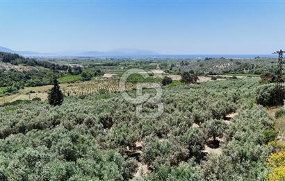Kuşadası Caferlide Deniz Manzaralı Yola Cephe Verimli Zeytinlik