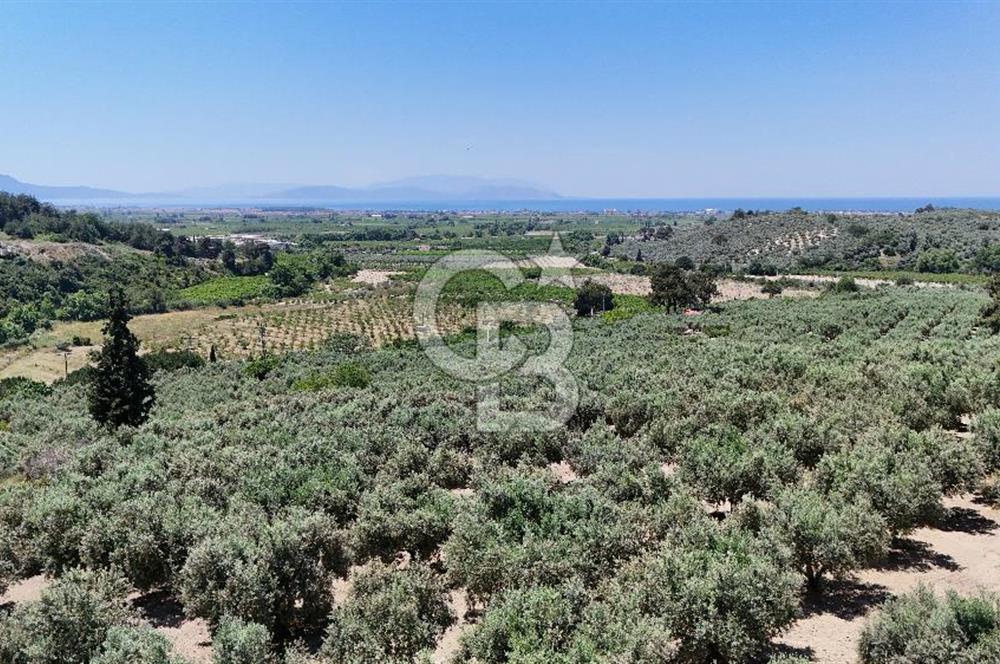 Kuşadası Caferlide Deniz Manzaralı Yola Cephe Verimli Zeytinlik