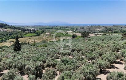 Kuşadası Caferlide Deniz Manzaralı Yola Cephe Verimli Zeytinlik