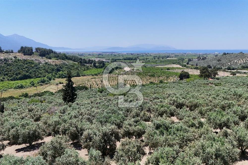 Kuşadası Caferlide Deniz Manzaralı Yola Cephe Verimli Zeytinlik