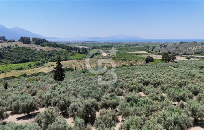 Kuşadası Caferlide Deniz Manzaralı Yola Cephe Verimli Zeytinlik