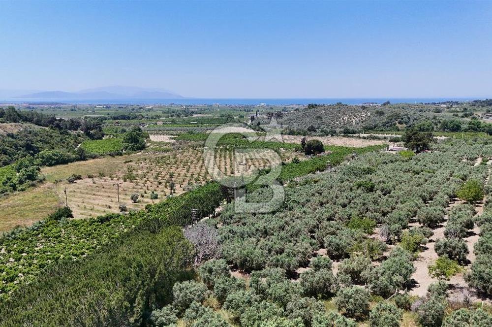 Kuşadası Caferlide Deniz Manzaralı Yola Cephe Verimli Zeytinlik