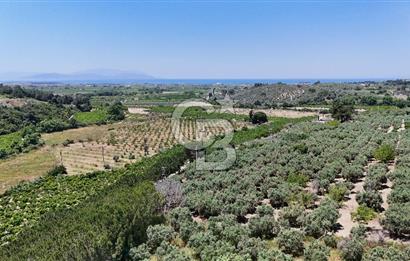 Kuşadası Caferlide Deniz Manzaralı Yola Cephe Verimli Zeytinlik