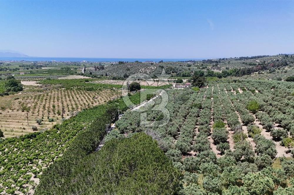 Kuşadası Caferlide Deniz Manzaralı Yola Cephe Verimli Zeytinlik