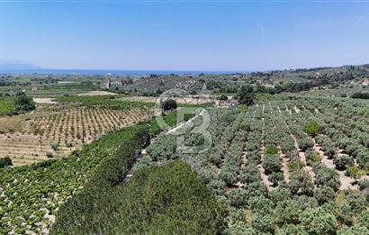 Kuşadası Caferlide Deniz Manzaralı Yola Cephe Verimli Zeytinlik