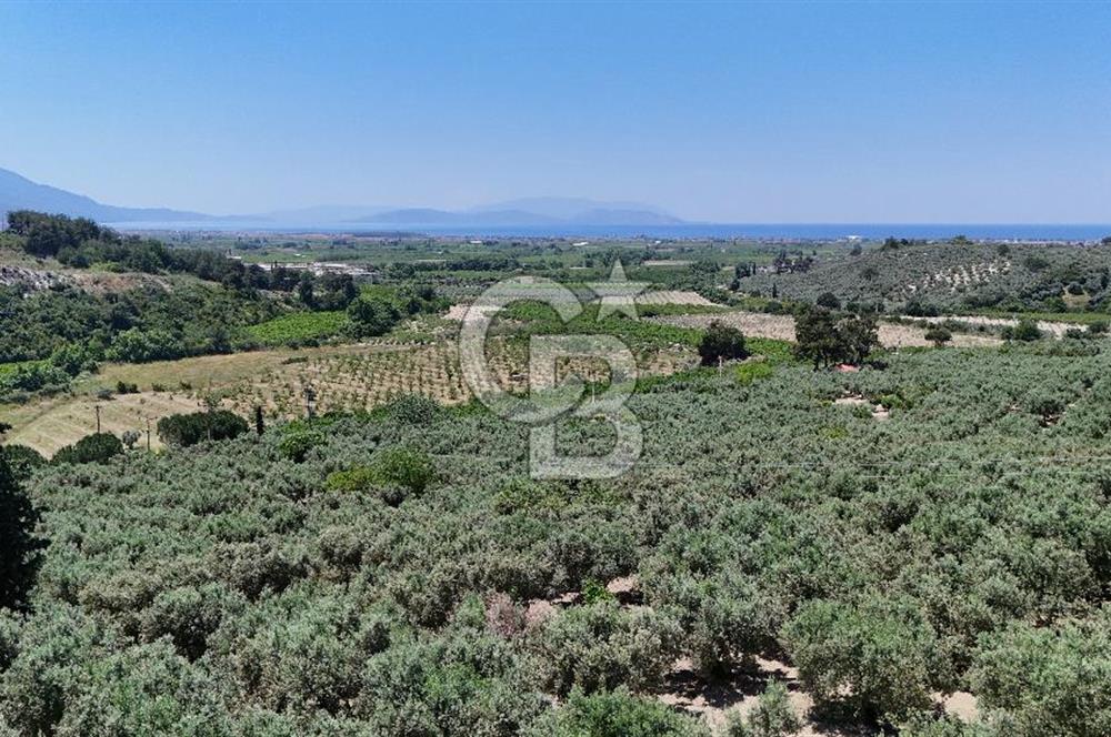 Kuşadası Caferlide Deniz Manzaralı Yola Cephe Verimli Zeytinlik