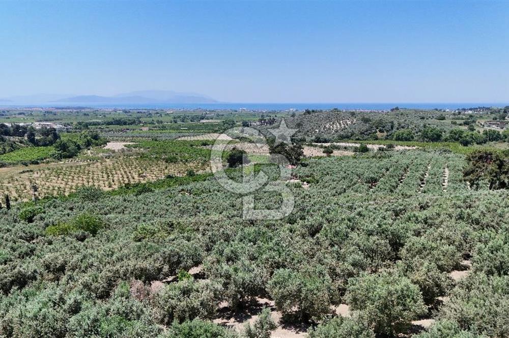 Kuşadası Caferlide Deniz Manzaralı Yola Cephe Verimli Zeytinlik
