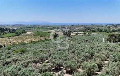Kuşadası Caferlide Deniz Manzaralı Yola Cephe Verimli Zeytinlik