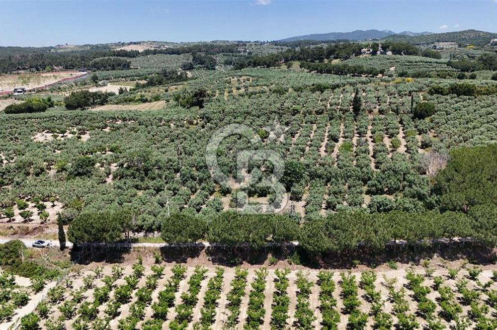 Kuşadası Caferlide Deniz Manzaralı Yola Cephe Verimli Zeytinlik