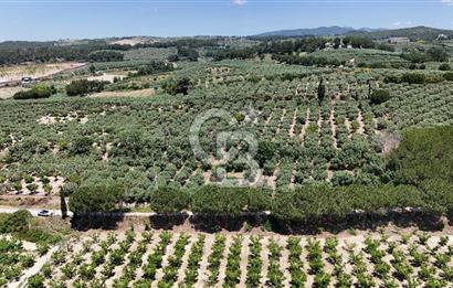 Kuşadası Caferlide Deniz Manzaralı Yola Cephe Verimli Zeytinlik